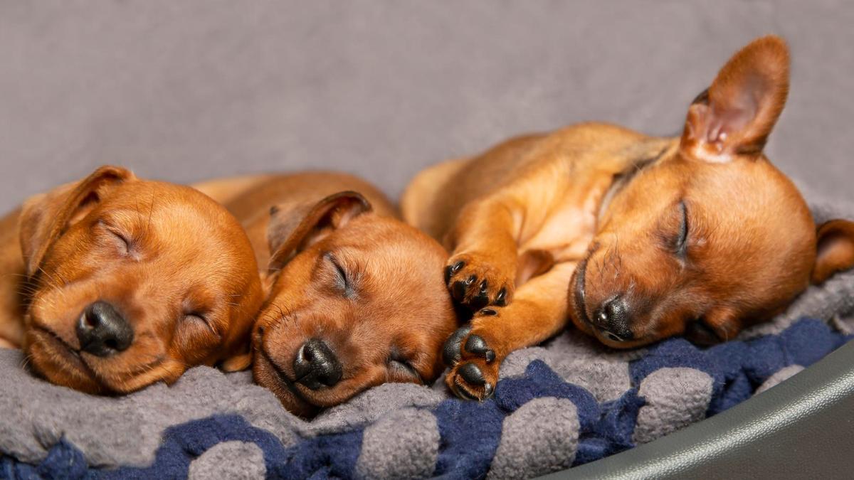 Los perros sueñan igual que los humanos y por los mismos motivos.