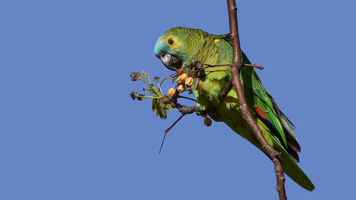 Una cotorra come unas frutas directamente de un árbol.