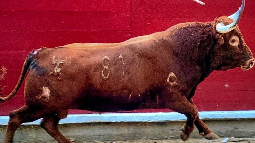 Nº 84. tormenta. Muerto en los corrales por sus hermanos. Sustituido por el nº 83. ‘Jabalí’. Colorado. Cuatreño. Hierro: César Reta