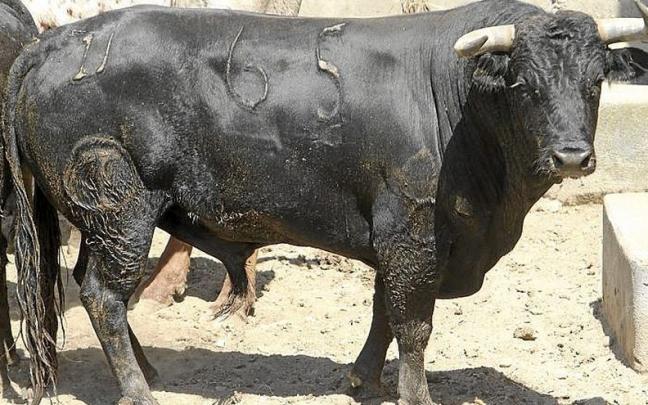 Nº 55. ‘pantera i’. Negro. Nacimiento: Marzo/2018. Guarismo: 8. Cuatreño.