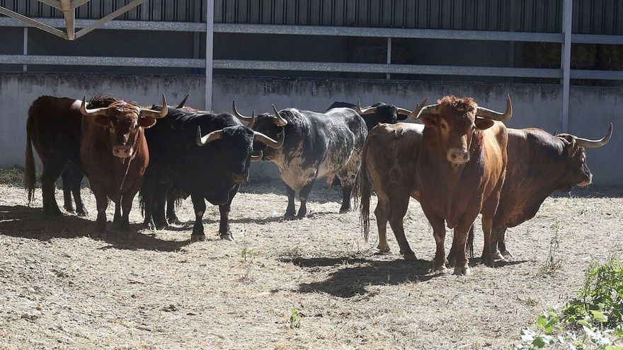 Toros para el día 10