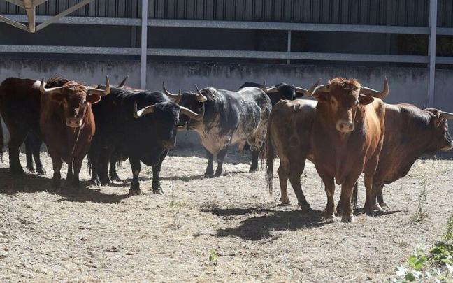 Toros para el día 10