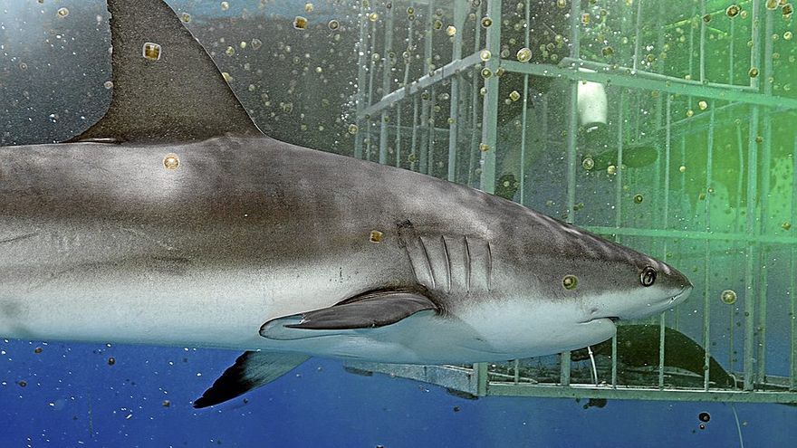 Imagen de uno de los documentales que se emiten en la &lsquo;Shark Week&rsquo;.