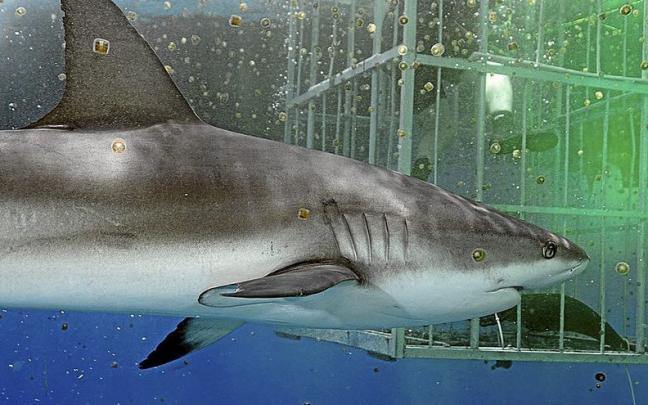 Imagen de uno de los documentales que se emiten en la &lsquo;Shark Week&rsquo;.