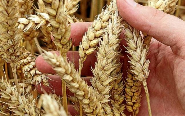 Ucrania y Rusia son dos de los principales productores mundiales de trigo. Foto: NTM