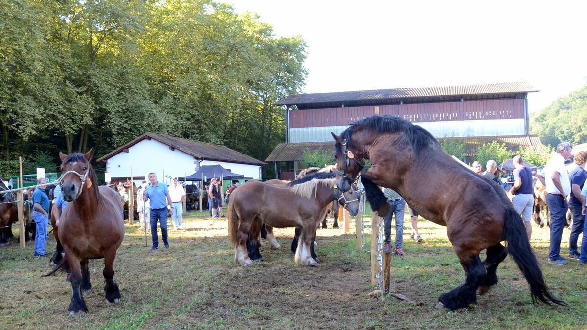 Un caballo espectacular, mostrando todo su poderío.