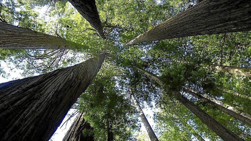 Todos los árboles se elevan de forma perfectamente perpendicular al suelo. | FOTO: XABIER IRUJO