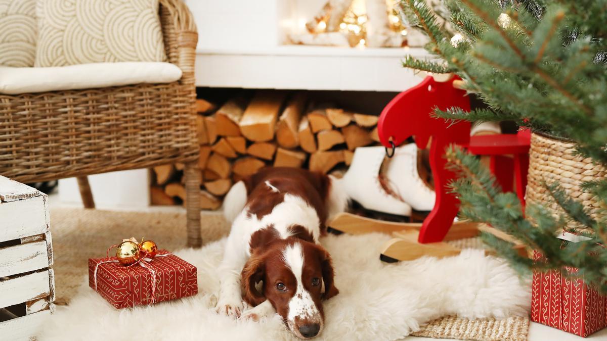Los perros y gatos también pueden ser víctimas de las fiestas de Navidad y sufrir episodios de ansiedad.