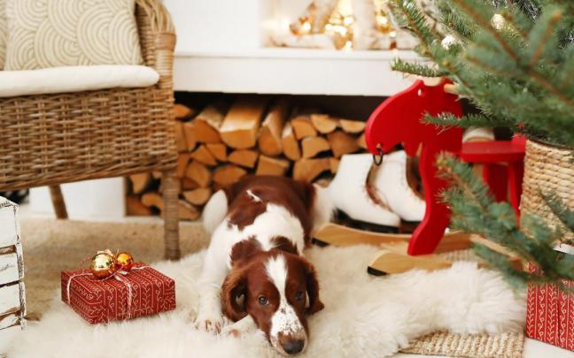 Los perros y gatos también pueden ser víctimas de las fiestas de Navidad y sufrir episodios de ansiedad. Los perros y gatos también pueden ser víctimas de las fiestas de Navidad y sufrir episodios de ansiedad.