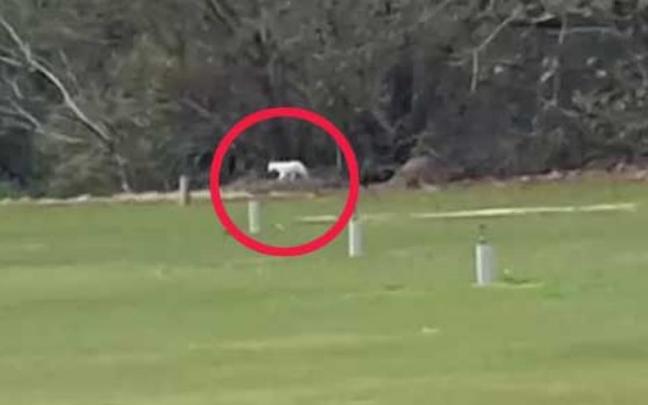 Captura de vídeo que muestra a un felino blanco en una zona de Los Barrios (Cádiz). Captura de vídeo que muestra a un felino blanco en una zona de Los Barrios (Cádiz).