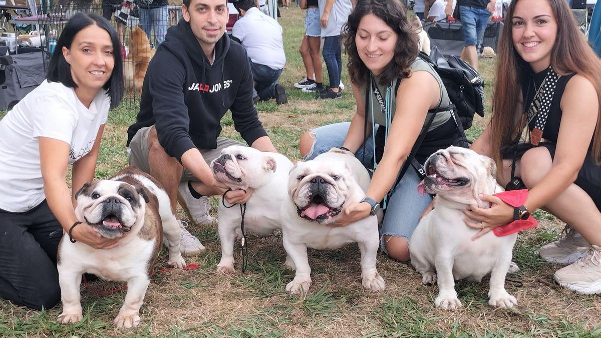 Cuatro magníficos bulldogs ‘made in Ezkerraldea’ posan jadeantes tras abandonar el ‘ring’ de competición ayer en Muskiz.