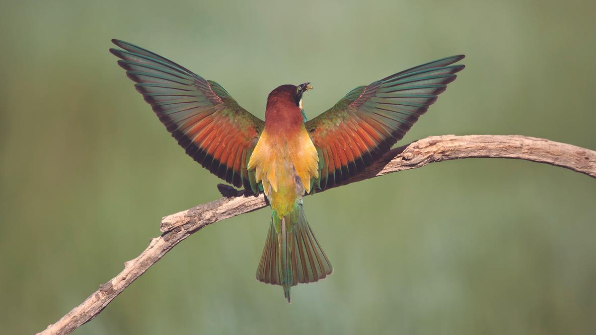 Un abejaruco con las alas abiertas en pleno almuerzo.