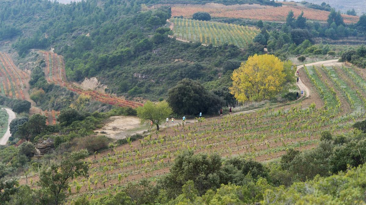 Un grupo de atletas corre por una pista entre viñedos en la edición de 2019 de la Wine Run