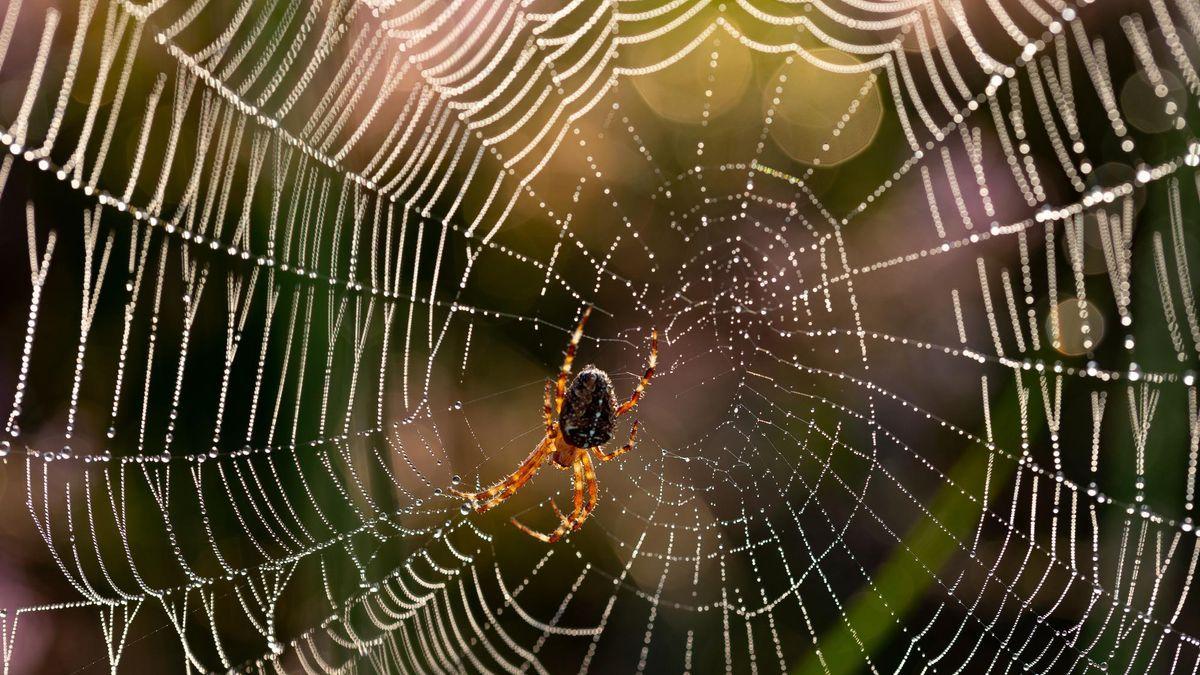 Una araña se posa en su tela llena de gotas de rocío.