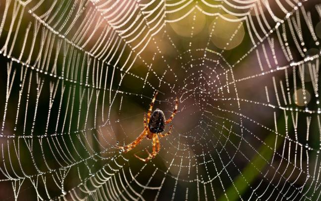 Una ara&ntilde;a se posa en su tela llena de gotas de roc&iacute;o.