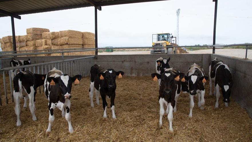 Vacas de leche en la macrogranja de Caparroso.