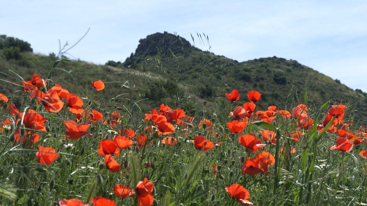 Las amapolas alegran el entorno en primavera.