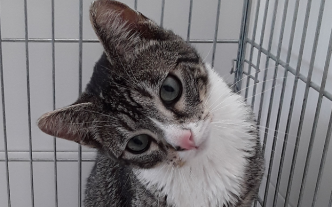 Félix, uno de los gatos a adoptar. Félix, uno de los gatos a adoptar.