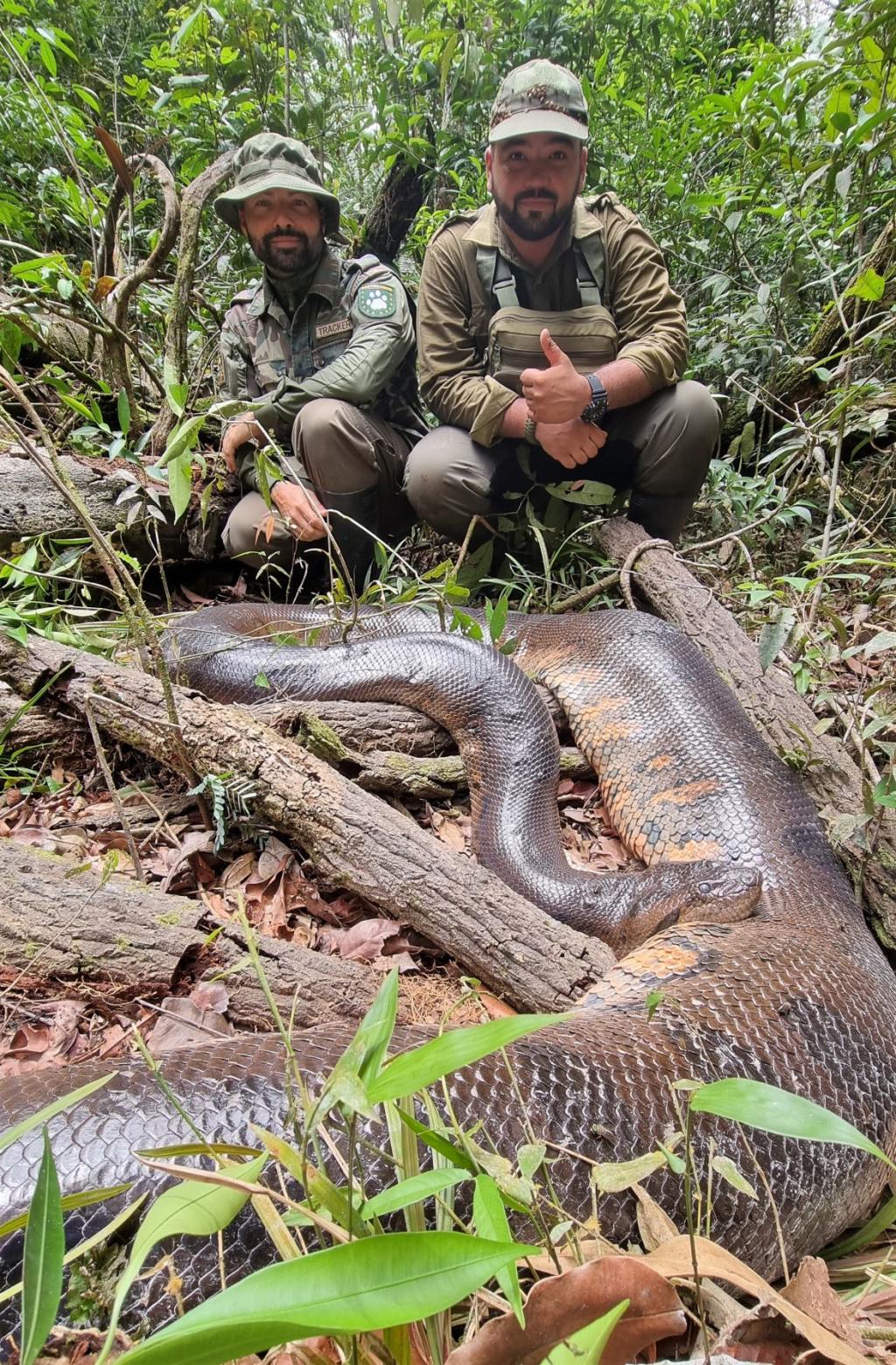 Imagen de archivo de una serpiente Anaconda