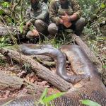 Imagen de archivo de una serpiente Anaconda