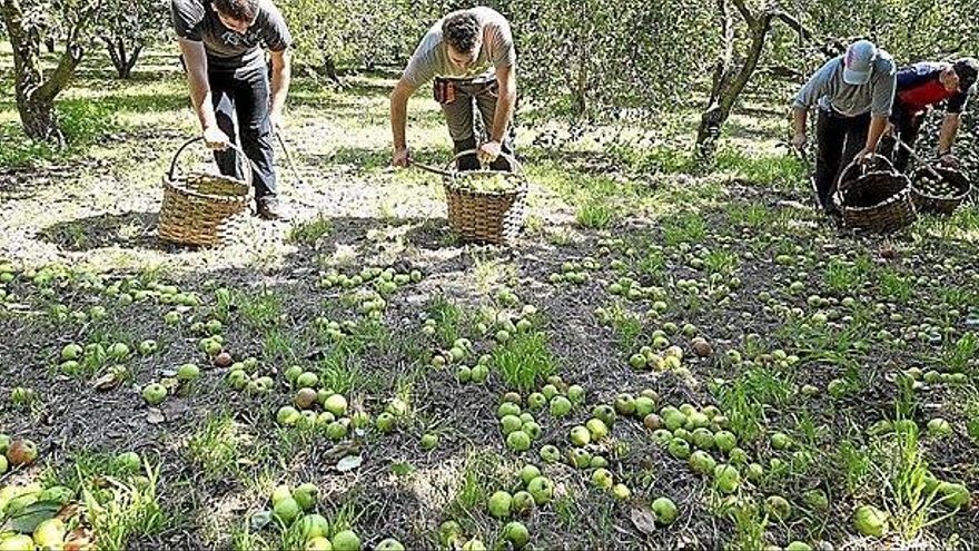 Personas recolectan manzana en una explotación agraria guipuzcoana.