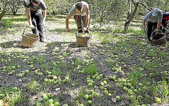 Personas recolectan manzana en una explotación agraria guipuzcoana. Personas recolectan manzana en una explotación agraria guipuzcoana.