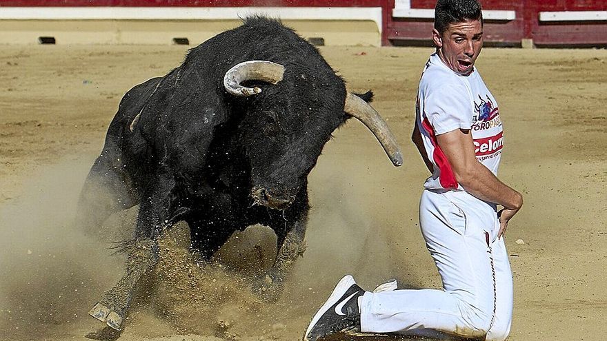 Luis Juanela, de Losar de la Vera (Cáceres), en uno de sus espectaculares y milimétricos quiebros de rodillas que le dieron el triunfo.