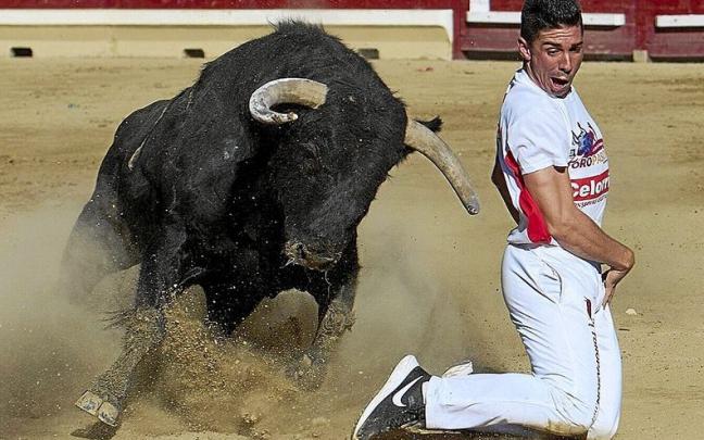 Luis Juanela, de Losar de la Vera (Cáceres), en uno de sus espectaculares y milimétricos quiebros de rodillas que le dieron el triunfo. Luis Juanela, de Losar de la Vera (Cáceres), en uno de sus espectaculares y milimétricos quiebros de rodillas que le dieron el triunfo.