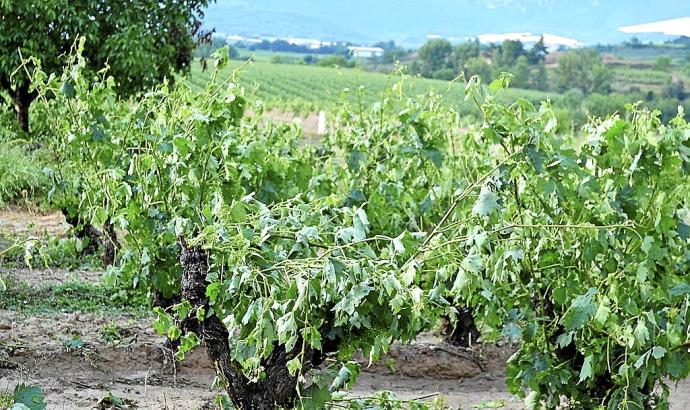 Viñas en Rioja Alavesa.