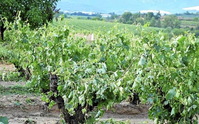 Viñas en Rioja Alavesa.