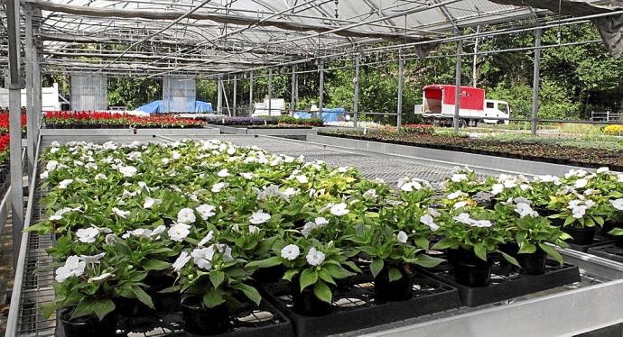 Ejemplares de alegrías blancas listos para ser plantados, en el vivero municipal de Irun.