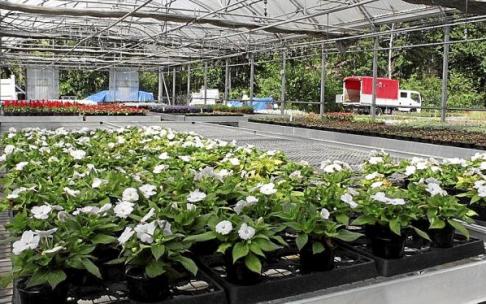 Ejemplares de alegrías blancas listos para ser plantados, en el vivero municipal de Irun.