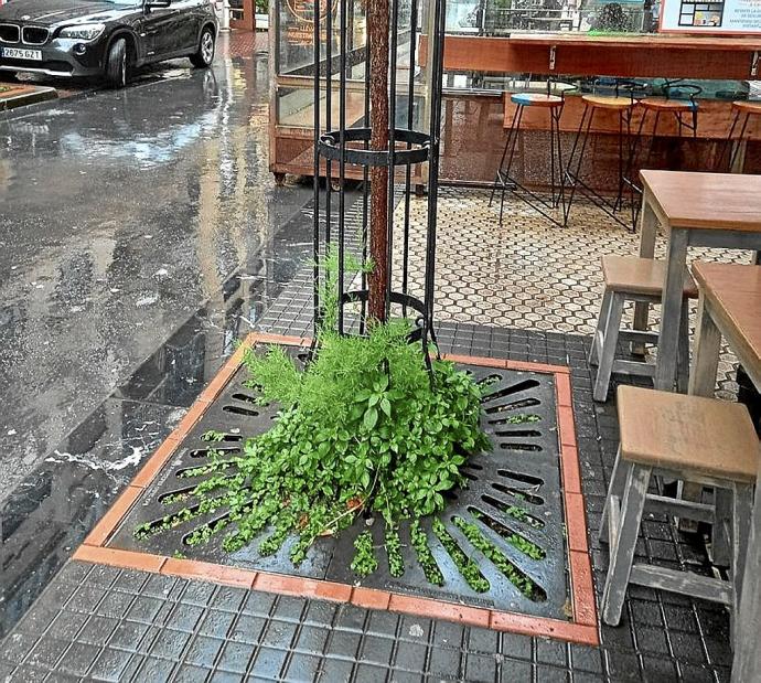 Rejilla metálica, que no impide que crezcan las hierbas.