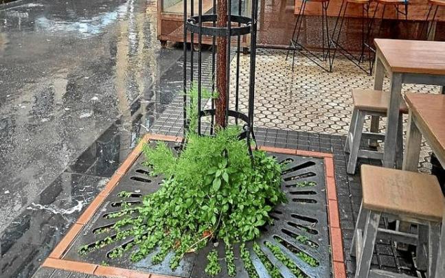 Rejilla metálica, que no impide que crezcan las hierbas.