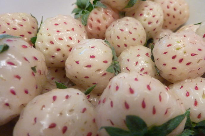Una selección de fresas blancas.