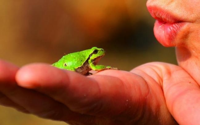 Cada vez más aficionados escogen como mascota una rana.