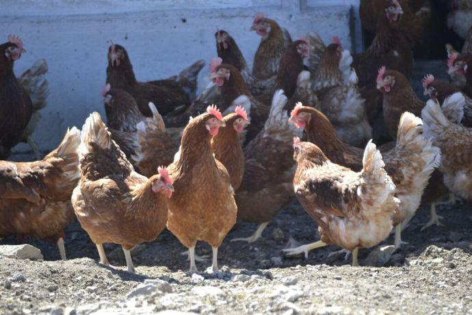 Gallinas al aire libre.