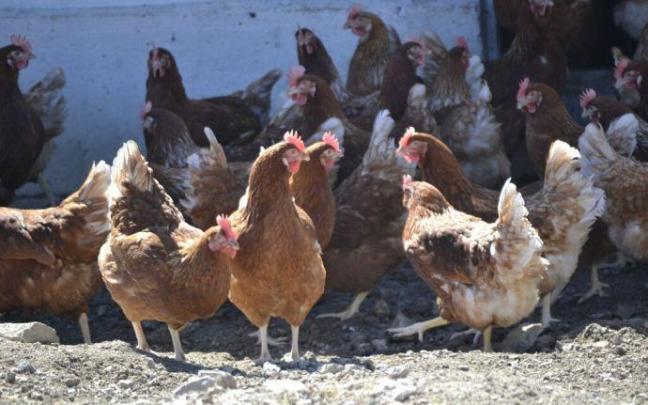Gallinas al aire libre. Gallinas al aire libre.