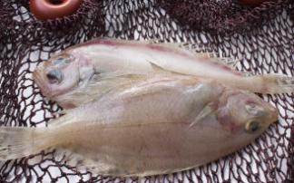 El gallo, el más humilde de los pescados planos, sorprende cuando se prepara con mimo en la cocina. El gallo, el más humilde de los pescados planos, sorprende cuando se prepara con mimo en la cocina.