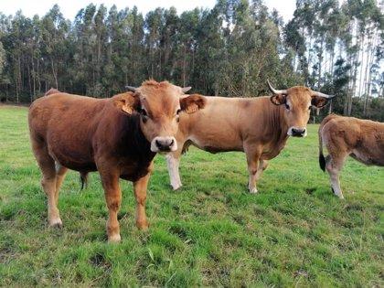 ONG´s ambientales reclaman al Gobierno más acción en pro de la ganadería extensiva