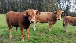 ONG´s ambientales reclaman al Gobierno más acción en pro de la ganadería extensiva