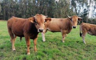 ONG´s ambientales reclaman al Gobierno más acción en pro de la ganadería extensiva ONG´s ambientales reclaman al Gobierno más acción en pro de la ganadería extensiva
