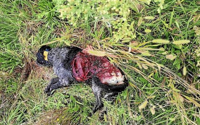 Un perro atacado por lobos. Foto: N.G. Un perro atacado por lobos. Foto: N.G.