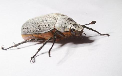 Imagen de una garrapata. Imagen de una garrapata.