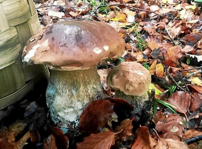 Dos ejemplares de boletus en el monte, junto a una cesta para su recolección.