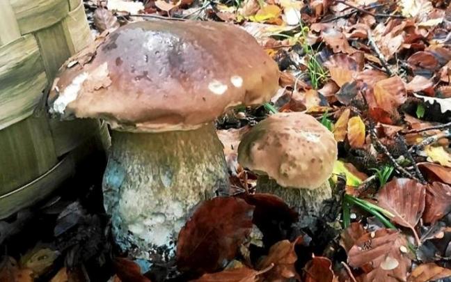Dos ejemplares de boletus en el monte, junto a una cesta para su recolección.