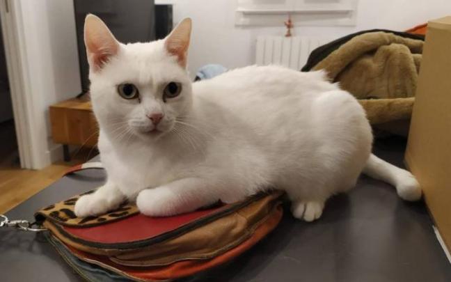 Una fotografía de Arya, que desapareció el pasado 7 de octubre de su casa de Bilbao