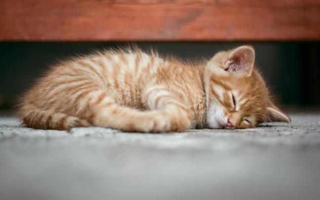 Los gatos unos de los animales más tiernos que se pueden encontrar en internet, pero en la realidad hay que estar muy atento a sus gustos.