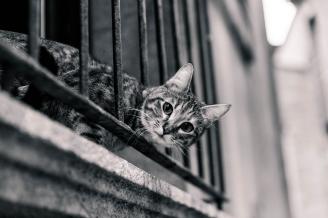 Los balcones y las terrazas son lugares interesante para los gatos, pero también ocultan riesgos graves que hay que evitar.