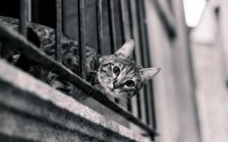 Los balcones y las terrazas son lugares interesante para los gatos, pero también ocultan riesgos graves que hay que evitar. Los balcones y las terrazas son lugares interesante para los gatos, pero también ocultan riesgos graves que hay que evitar.
